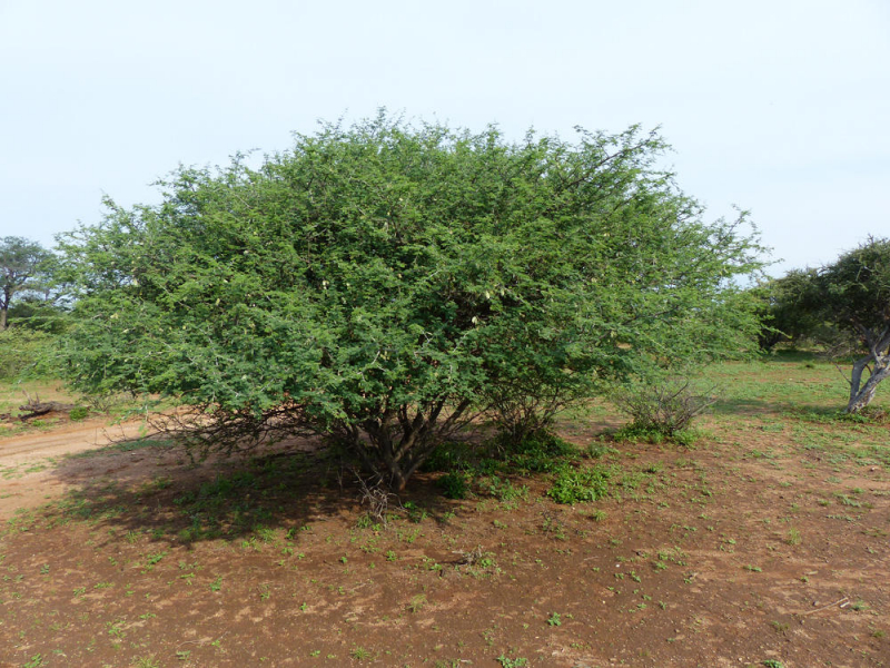 GummiArabikum