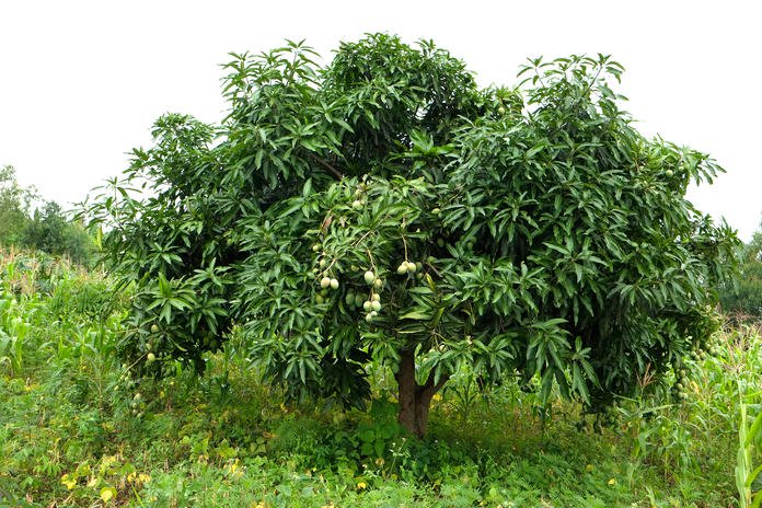 mangobaum